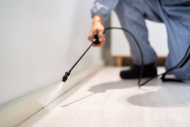 Licensed Wasp Removal service in Durand, IL - Show Me Pest Control